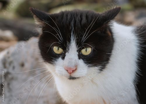 portrait of a cat