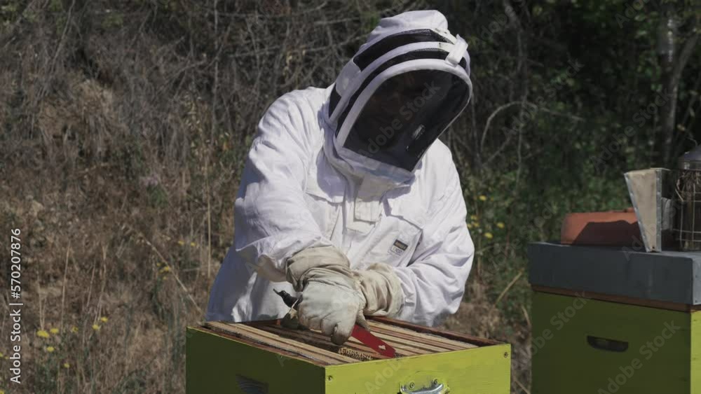 A beekeeper is taking a frame, full of bee and honey, out of a beehive A beekeeper is taking a frame, full of bee and honey, out of a beehive