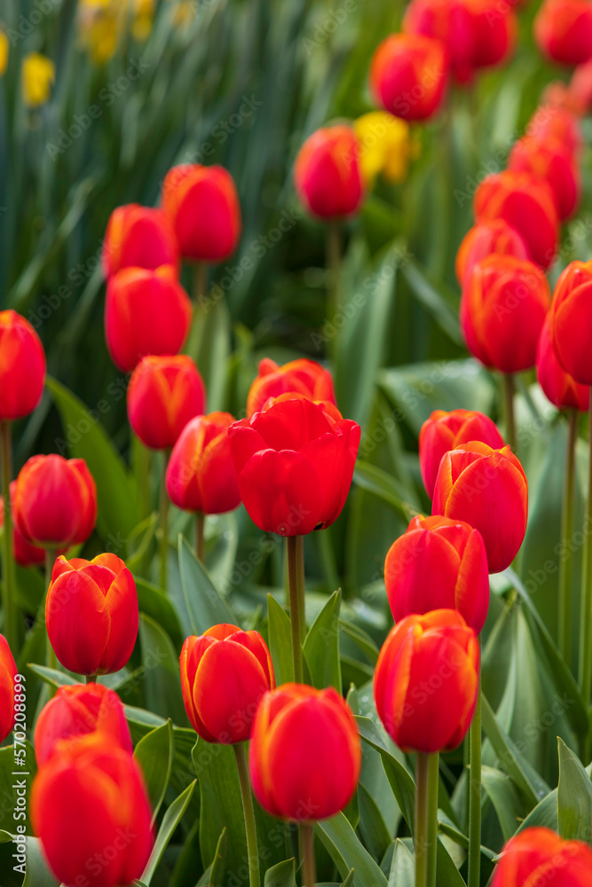 Colourful tulips in bloom on a farm in the spring