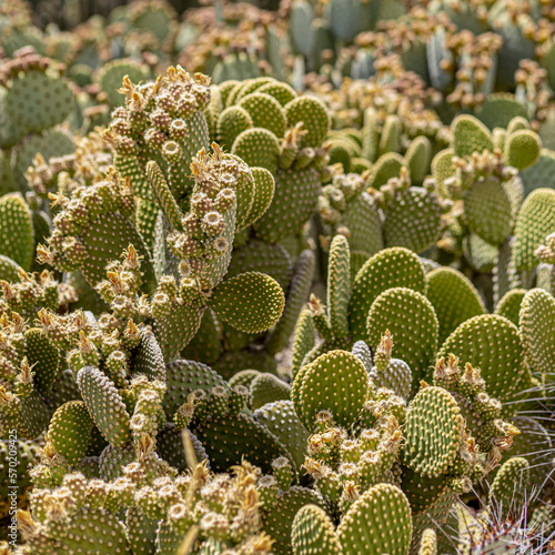 Close up of many green round shaped cacti