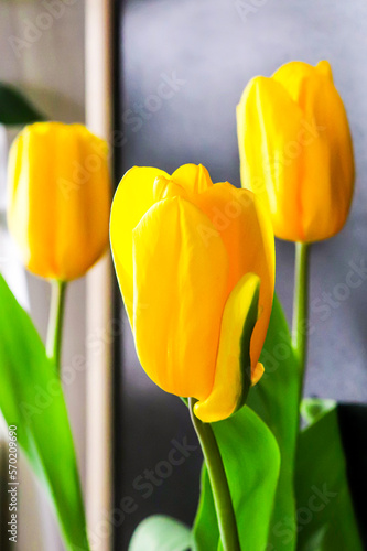 three yellow tulips on dark background