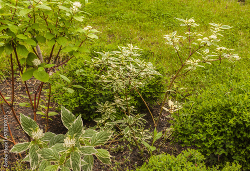 Alternateleaf dogwood 'Variegata' in bloom in a garden. photo