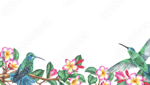 Watercolor illustration. Hummingbirds with blooming plumeria branch. Tropical exotic birds and frangipani. Isolated on a white background. Rectangular space for text with a picture below