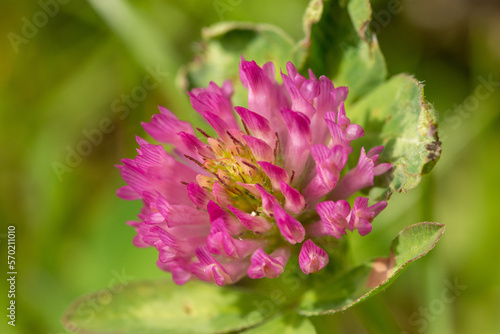 Macro of Trifolium pratense, the red clover, purple plant on meadow