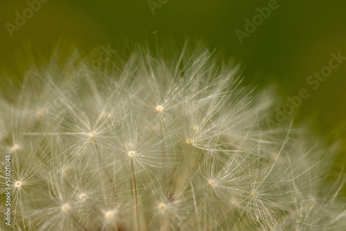 Macro of ripe fruits of Taraxacum officinale, the dandelion ,  common dandelion © Hubert Schwarz