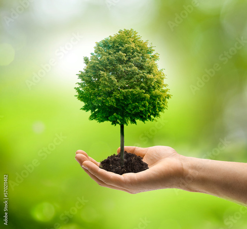 Grüner Baum in einer Hand vor grünem Hintergrund