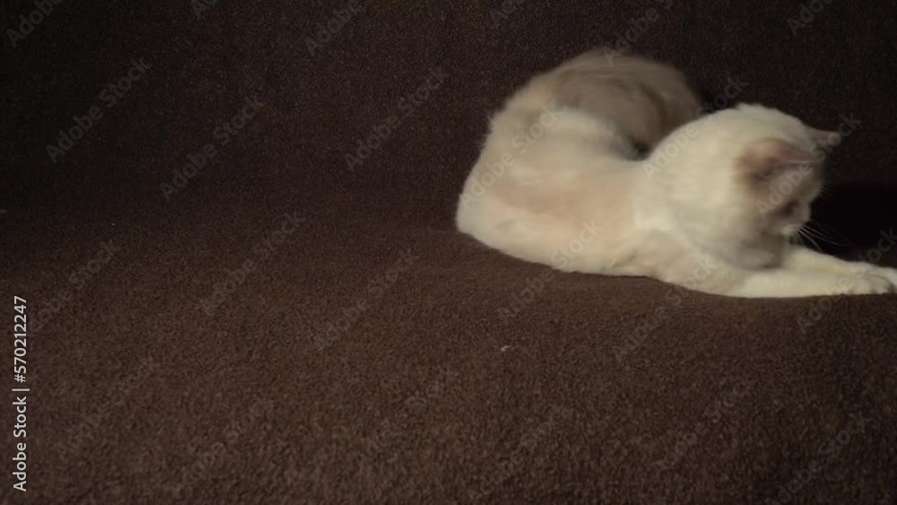 White cat on a dark background. Playful ragdoll kitten. White cat on a dark background. Playful ragdoll kitten.