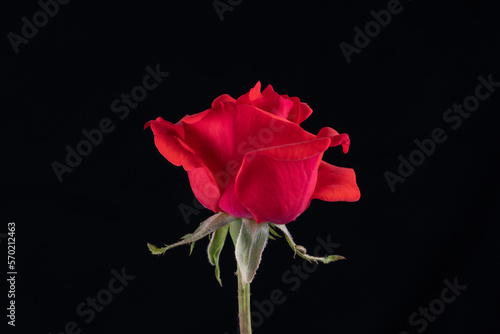 Red rose flower with black background. Selective focus.