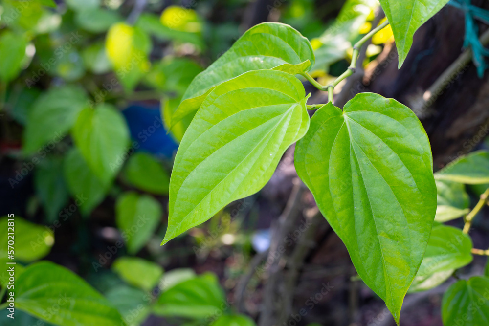 Green leaves of betel plant in the garden