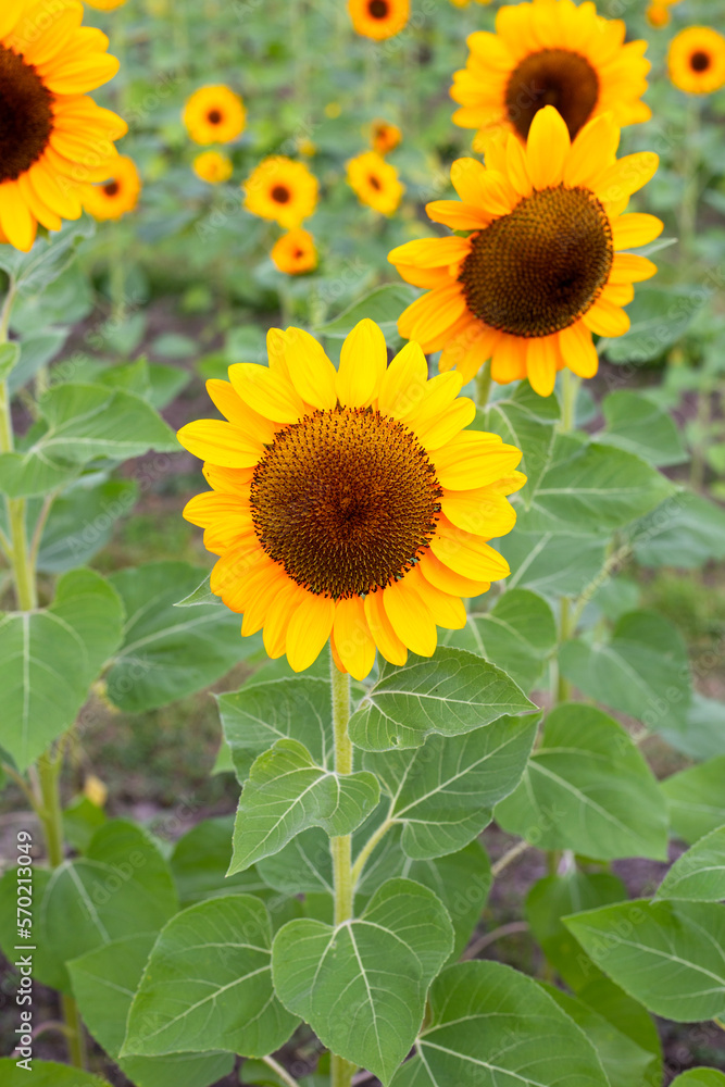 Obraz premium Sunflower field, Beautiful summer landscape.