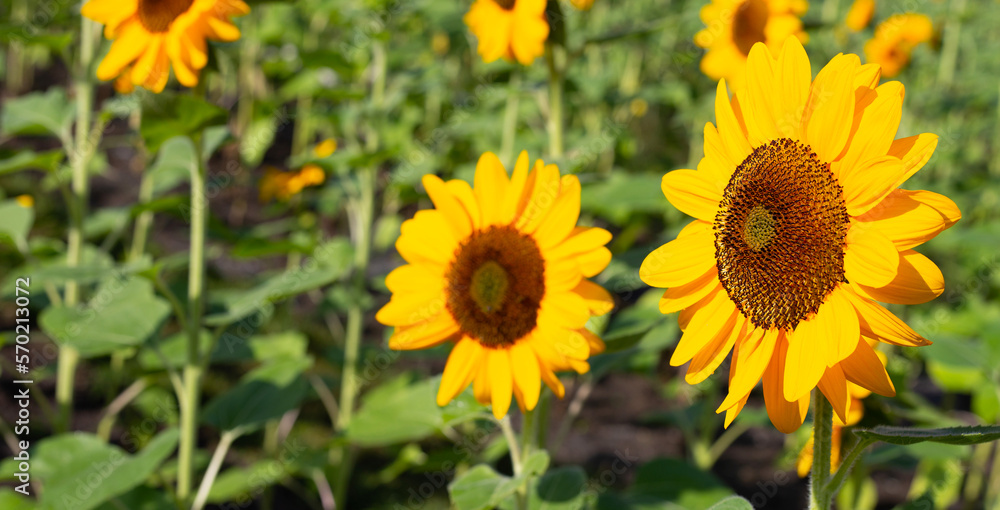 Sunflower field, Beautiful summer landscape. Sunflower field, Beautiful summer landscape.