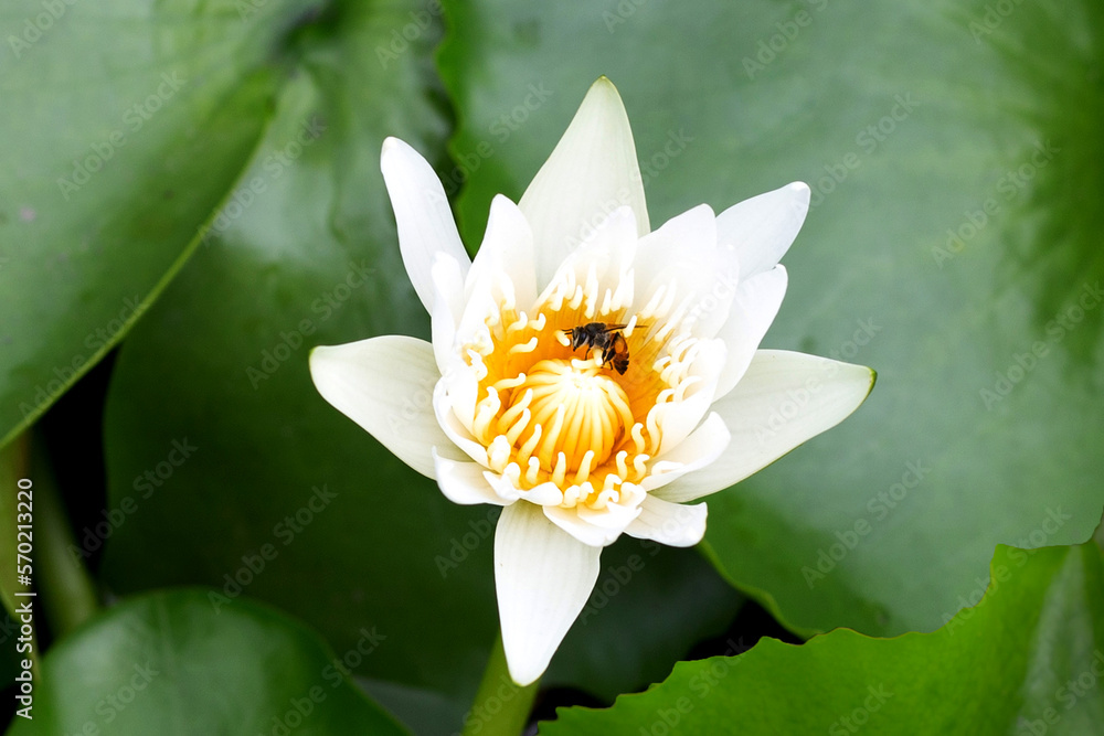 Beautiful white water lily. Lotus flower with a bee Beautiful white water lily. Lotus flower with a bee