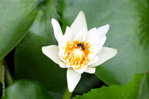 Beautiful white water lily. Lotus flower with a bee