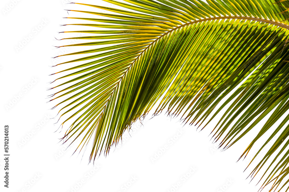 Fototapeta premium Silhouette de palme sur fond blanc 
