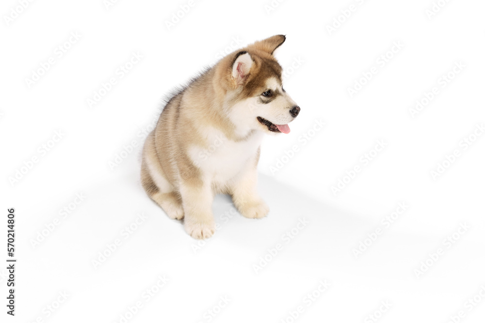 One little dog, cute beautiful Malamute puppy posing isolated over white background. Pet looks healthy and happy. Concept of care, love, animal life One little dog, cute beautiful Malamute puppy posing isolated over white background. Pet looks healthy and happy. Concept of care, love, animal life