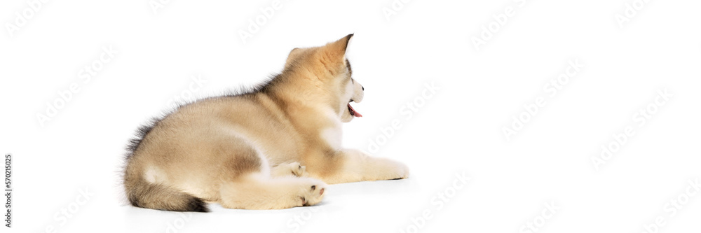 Back view of small dog, cute beautiful Malamute puppy posing isolated over white background. Pet looks healthy and groomed. Concept of care, love, animal life Back view of small dog, cute beautiful Malamute puppy posing isolated over white background. Pet looks healthy and groomed. Concept of care, love, animal life