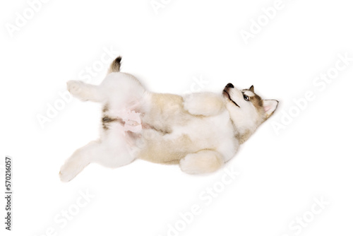 Funny little dog, cute beautiful Malamute puppy having fun isolated over white background. Pet looks healthy and happy. Concept of care, vet, animal life