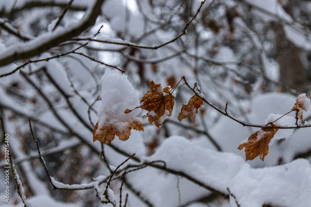 Closeup dry leaves in the snowy forest in winter season Closeup dry leaves in the snowy forest in winter season