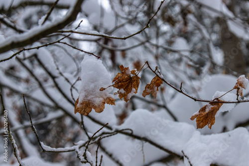 Closeup dry leaves in the snowy forest in winter season