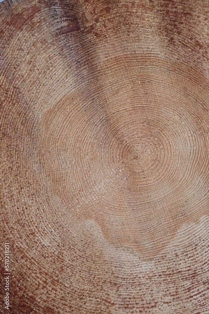 Naklejka premium Slice of a wood log