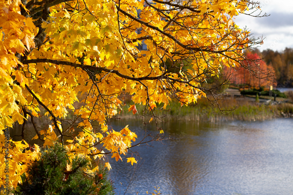 Tree with yellow leaves on the background of the lake. Autumn.