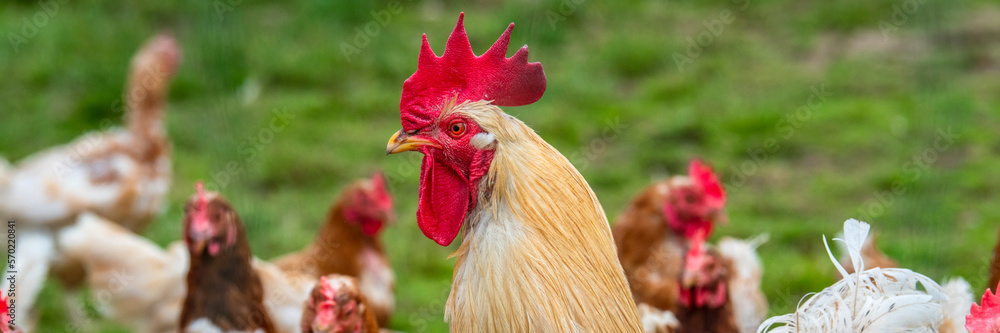 Hühner auf einem Bauernhof in Freilandhaltung