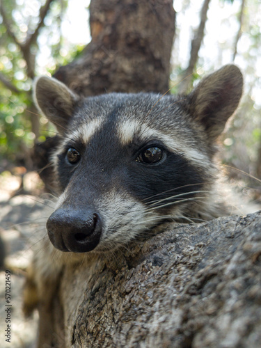 Mapache tumbado de cerca