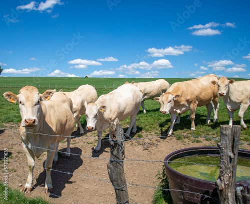 blonde d'aquitaine cows in a pasture with fence and waterplace photo