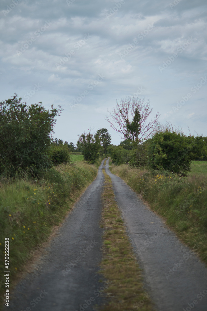 road in the forest