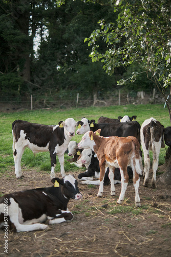 cows on the farm