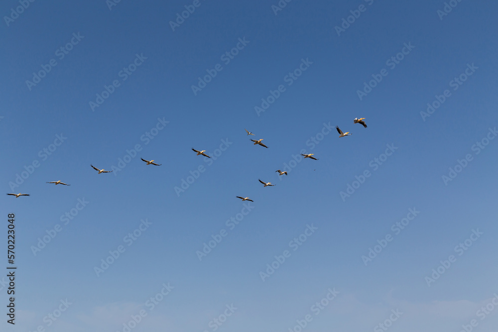 Flock of flying pelicans
