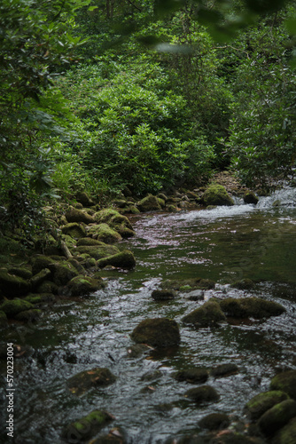 stream in the forest
