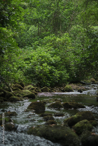 stream in the forest