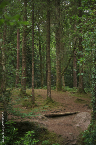 path in the forest