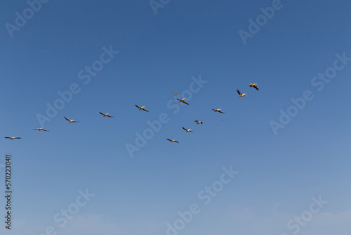 Flock of flying pelicans