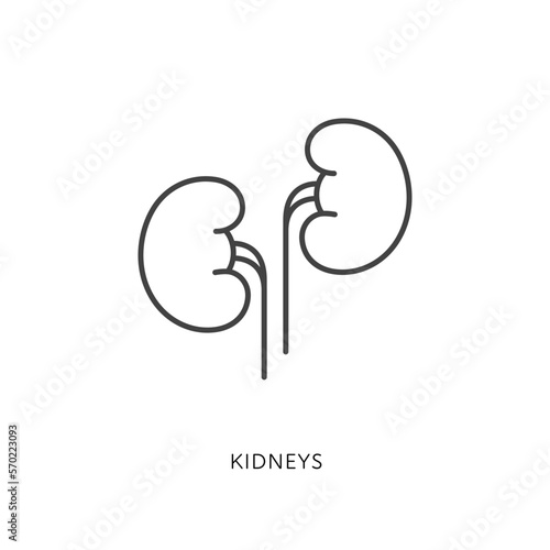 Outline style health care ui icons collection. Vector black linear illustration. Kidneys anatomy symbol isolated on white background. Design element for healthcare, urinary system urology infographic