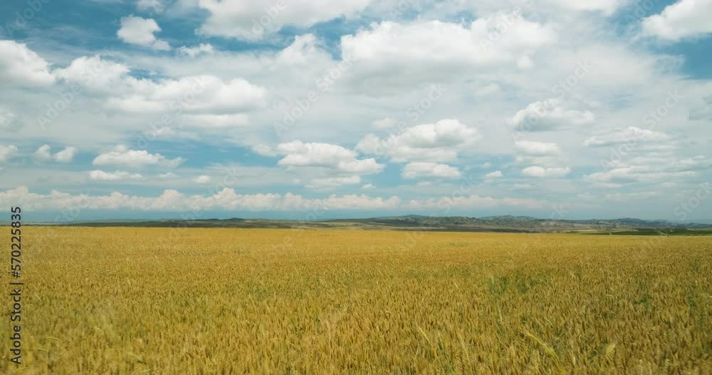 Bright yellow wheat field under blue sky with clouds in summer breeze. Bright yellow wheat field under blue sky with clouds in summer breeze.