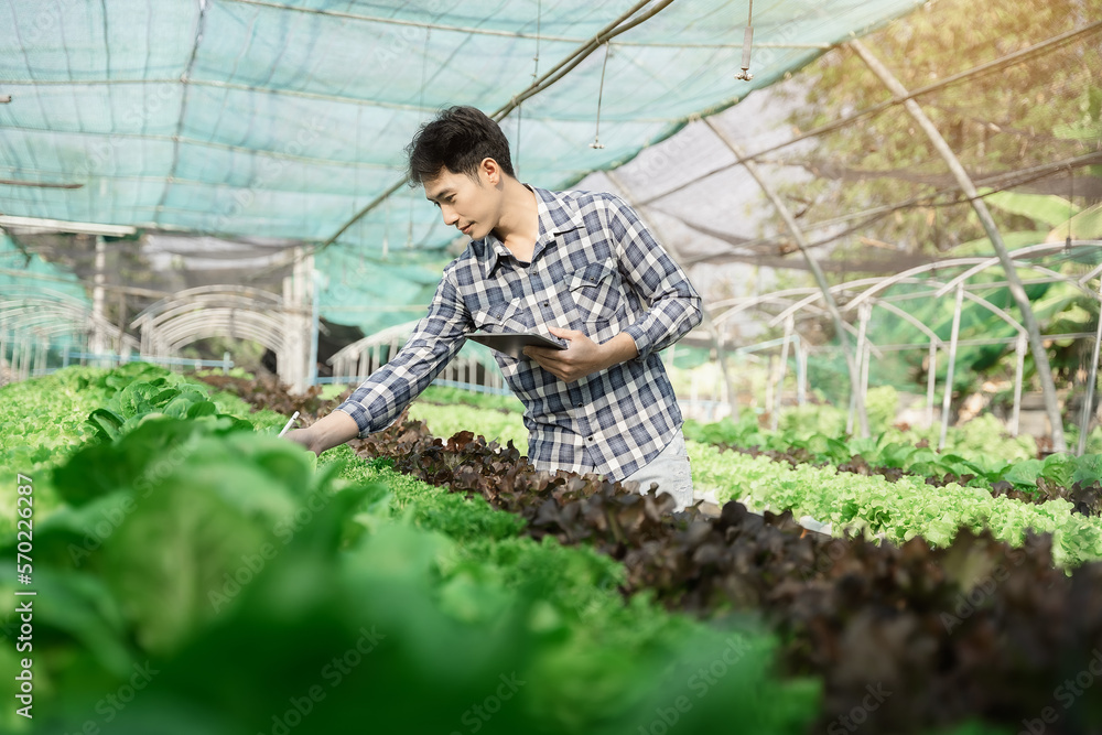 Asian farmer using hand holding tablet and organic vegetables hydroponic in greenhouse plantation. hydroponic salad vegetable garden owner working. Smart farming