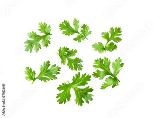 Green coriander leaves close-up, isolation on transparent png photo