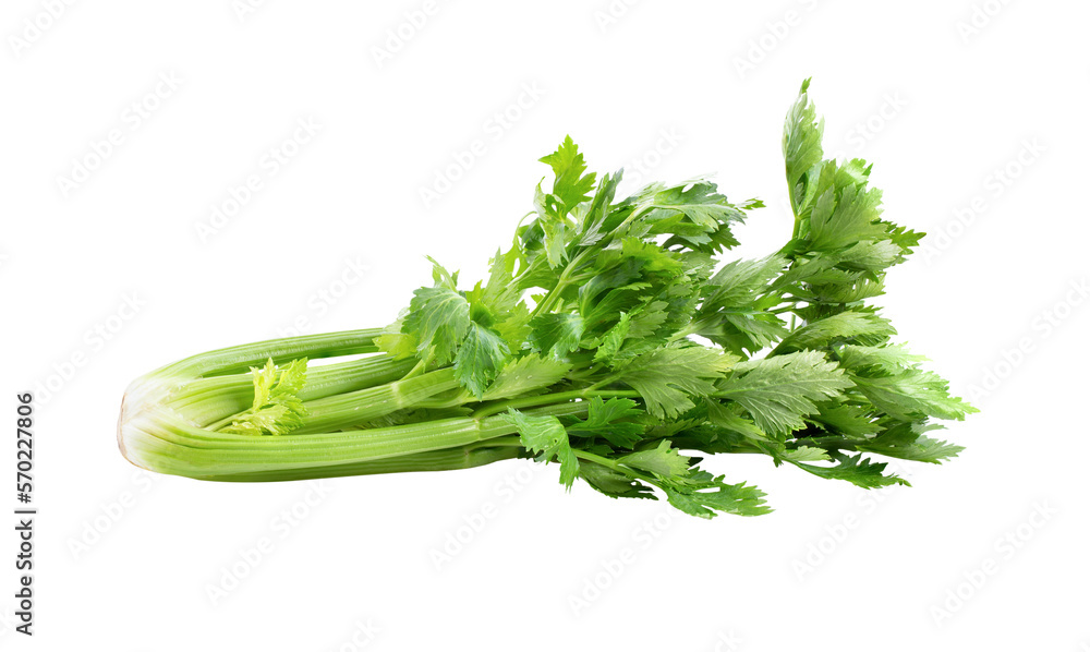 Celery isolated on transparent png Celery isolated on transparent png