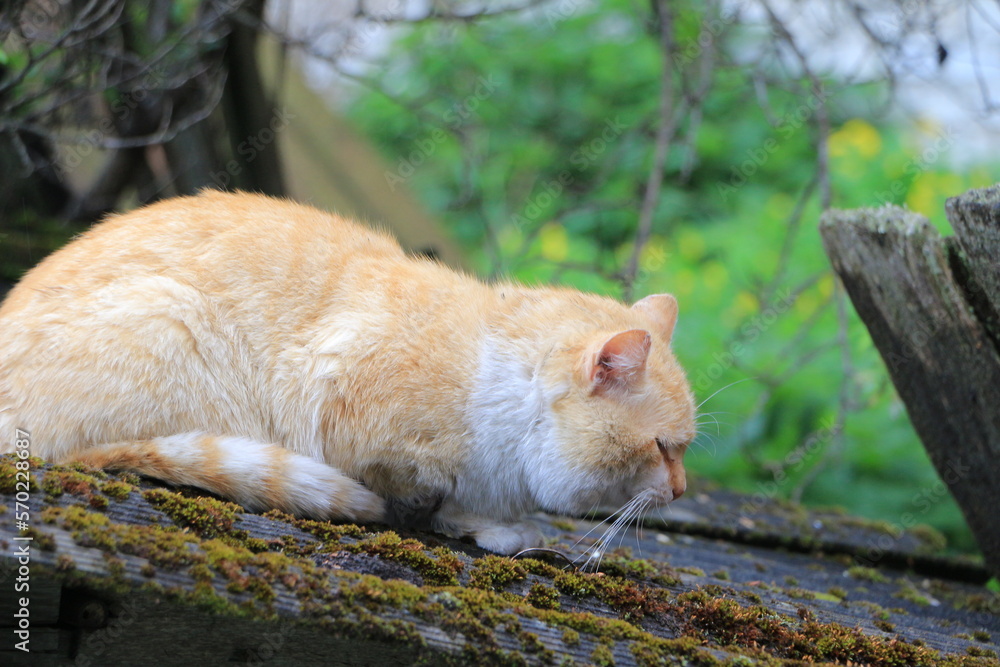 The red cat is on the old barn roof. Close-up. The roof is overgrown with moss. The background of the crown of the tree is out of focus. Selective focus The red cat is on the old barn roof. Close-up. The roof is overgrown with moss. The background of the crown of the tree is out of focus. Selective focus