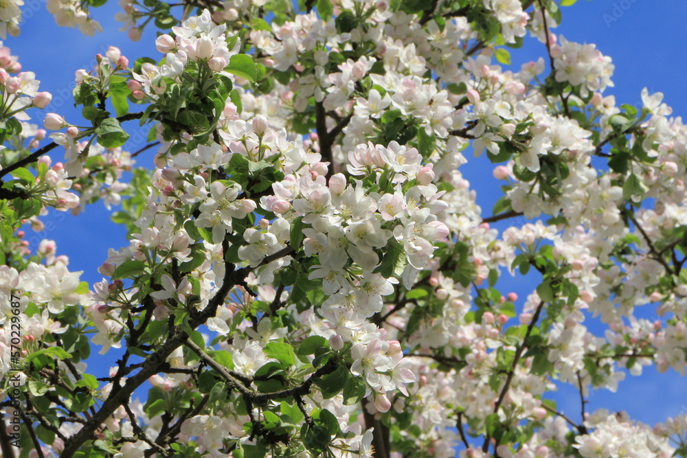 White and pink flowers on an apple tree. Blue sky background. Selective focus. Copy space