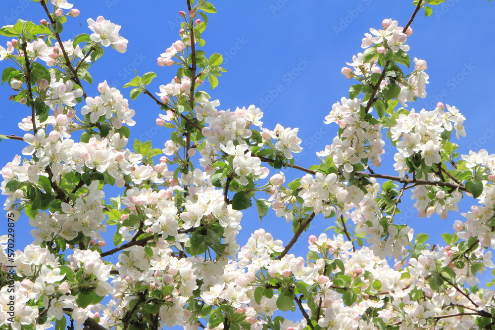 White and pink flowers on an apple tree. Blue sky background. Selective focus. Copy space White and pink flowers on an apple tree. Blue sky background. Selective focus. Copy space