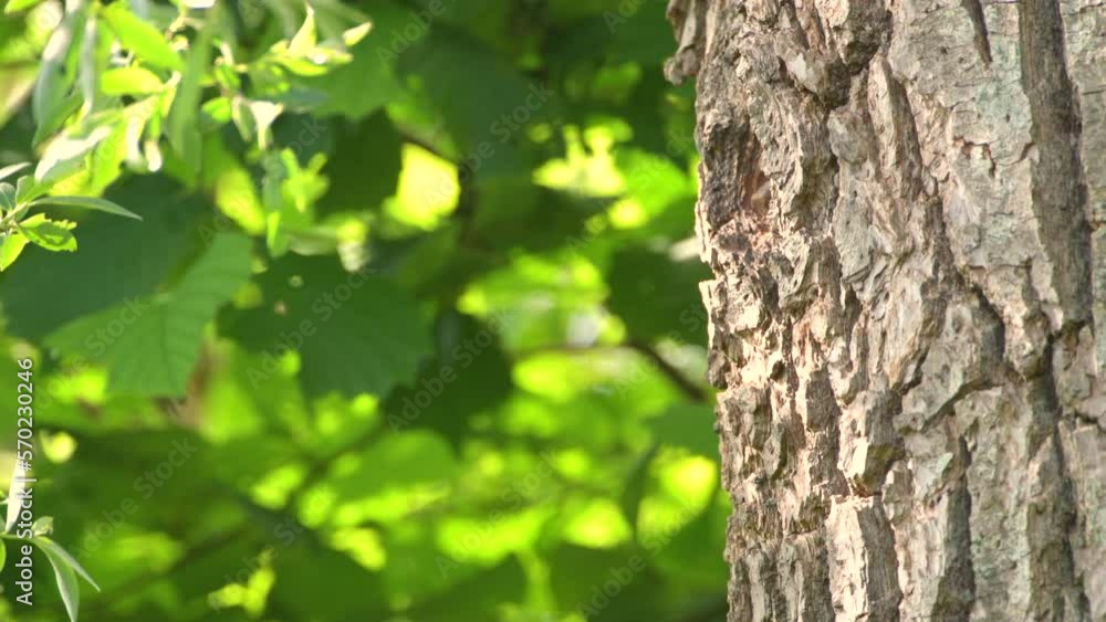 Great Spotted Woodpecker (Dendrocopos major) chick in its nest hole in a tree during springtime in a forest. Great Spotted Woodpecker (Dendrocopos major) chick in its nest hole in a tree during springtime in a forest.