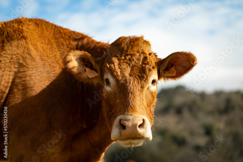 Retrato de una vaca de raza Limousin (limousine)