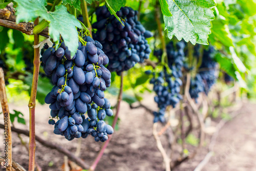 Wallpaper Mural Bunches of  purple grapes on the vine in the garden. Fresh ripe juicy grapes close up, harvest time Torontodigital.ca
