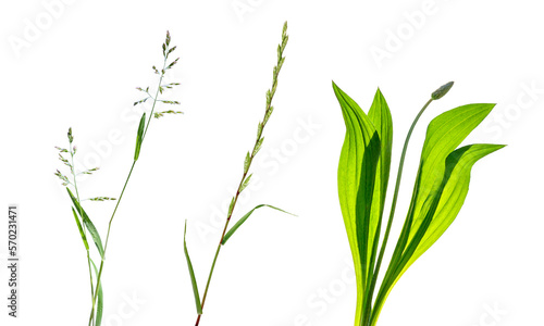 set of meadow grass isolated on transparent background  png
