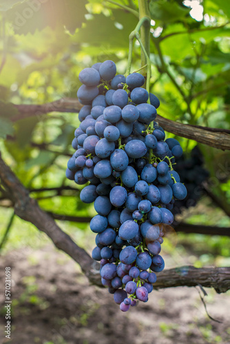 Bunches of purple grapes on the vine in the garden. Fresh ripe juicy grapes close up, harvest time