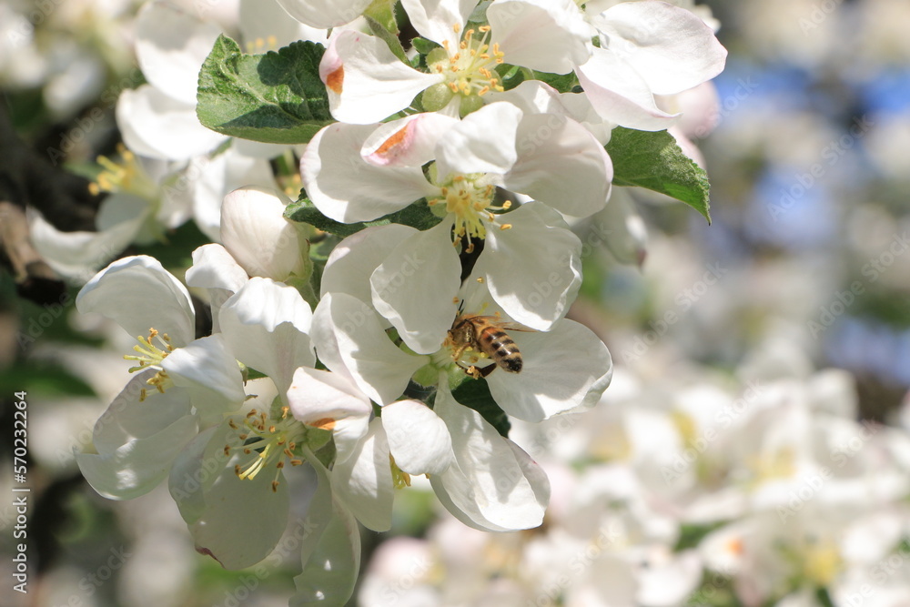 White flowers on an apple tree. Selective focus. copy space White flowers on an apple tree. Selective focus. copy space