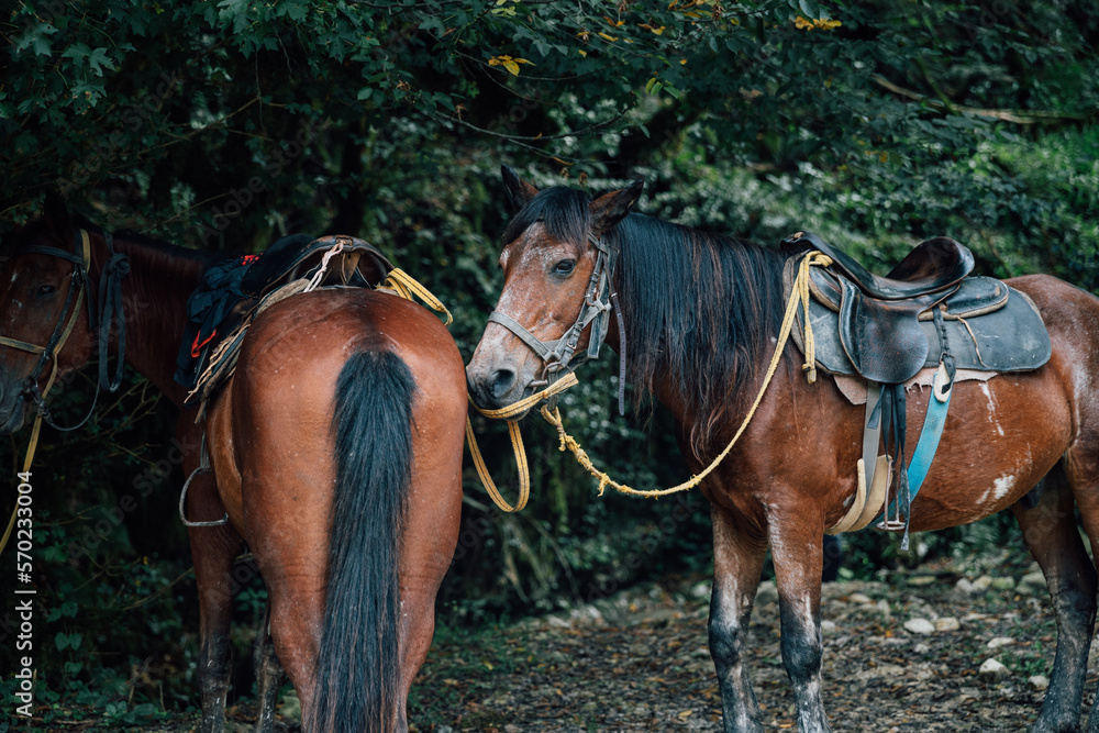 Photo of two Horses in Forest. People use these horses to go for a horse walk in forest or premountain. These horses prepared for horseback riding. Photo of two Horses in Forest. People use these horses to go for a horse walk in forest or premountain. These horses prepared for horseback riding.